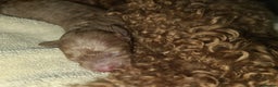Toy Poodle dogs for sale: Beautiful toy poodle  - Advert 4