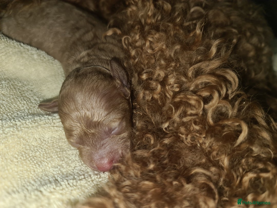 Toy Poodle dogs for sale: Beautiful toy poodle  - Advert 4