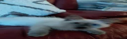 Birman cats for sale: Birman kittens - Advert 4