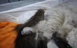 Ragdoll cats for stud: For Stud Ragdoll - Image 8