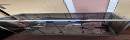 Rat rodents for sale: 2 young male rats  in Bridgwater - Advert 2