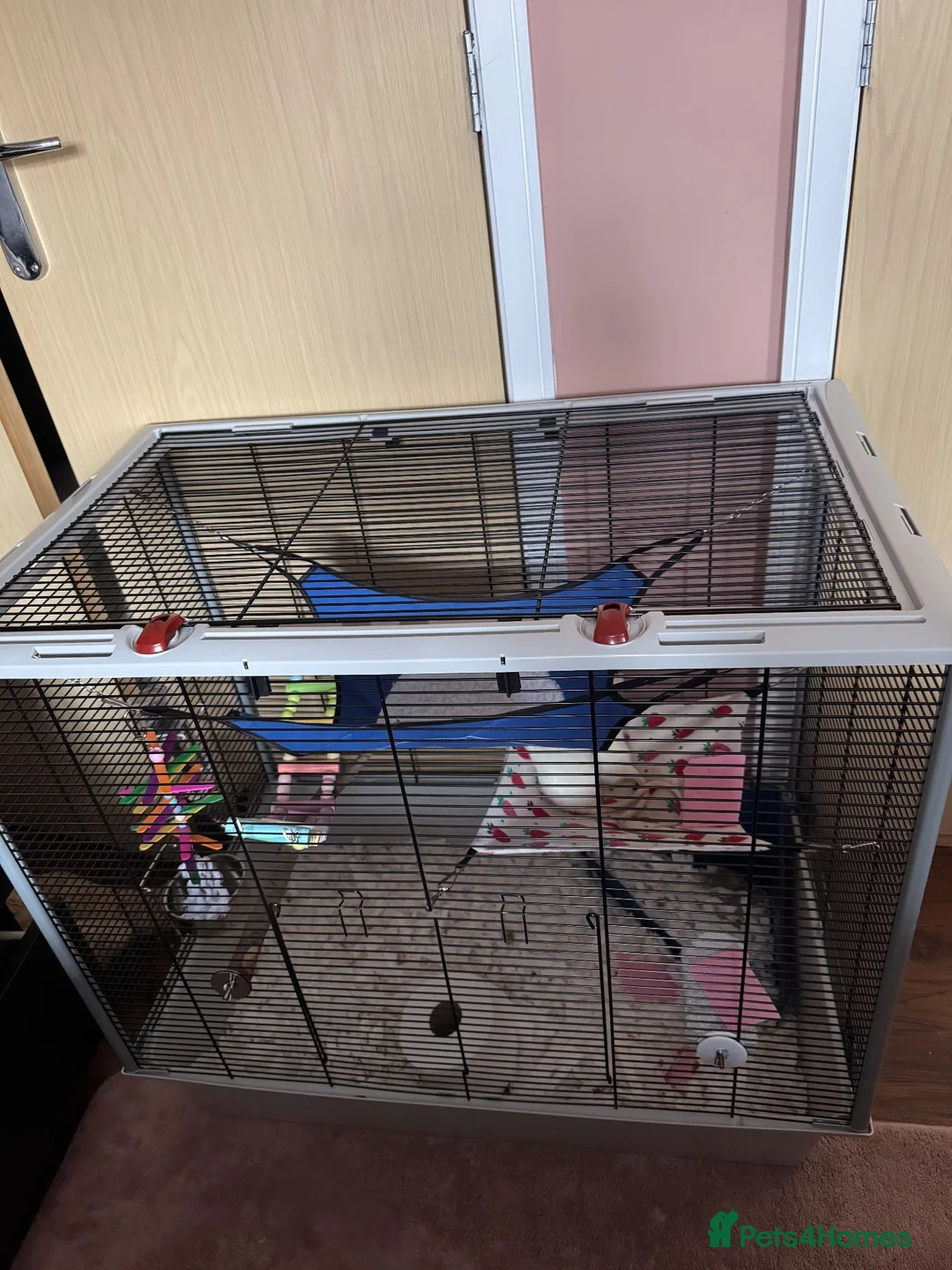 Rat rodents for sale: 2 young male rats  in Bridgwater - Advert 2