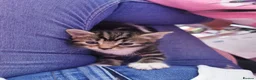 Mixed Breed cats for sale: 3 baby kittens  - Advert 10