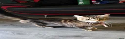 Mixed Breed cats for sale: tuxido and tabby kittens  - Advert 2