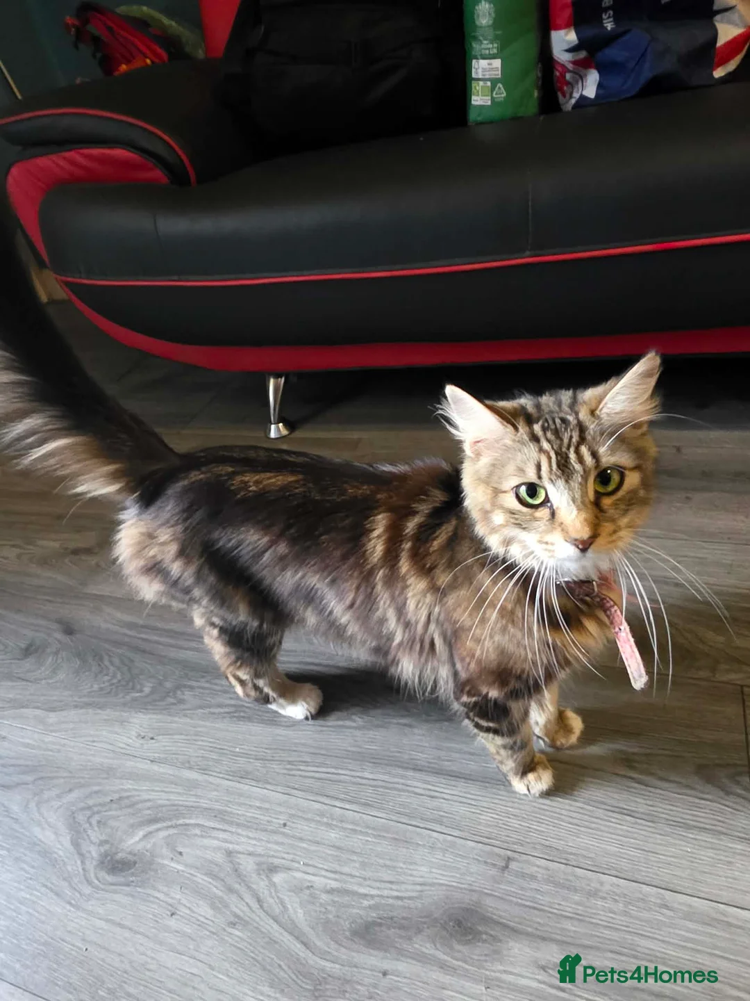 Mixed Breed cats for sale: tuxido and tabby kittens  - Advert 2