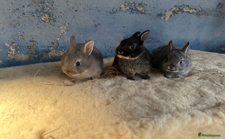 Netherland Dwarf rabbits - Advert 14