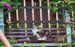 Maine Coon cats for sale: Male, Maine coon - Image 6