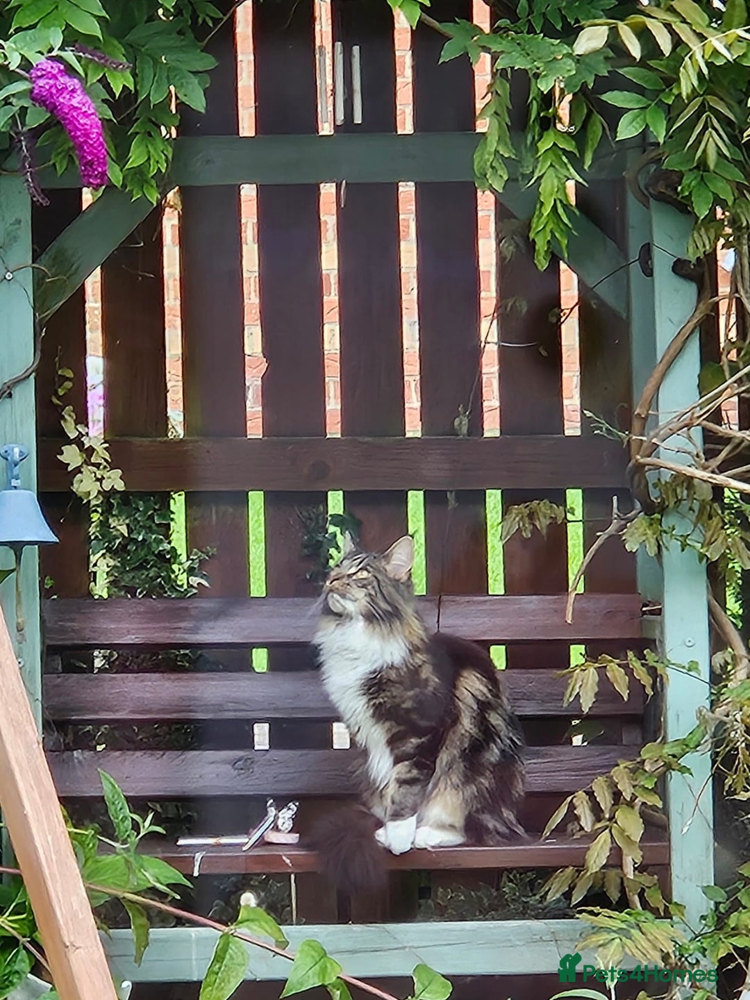 Maine Coon cats for sale: Male, Maine coon - Image 6