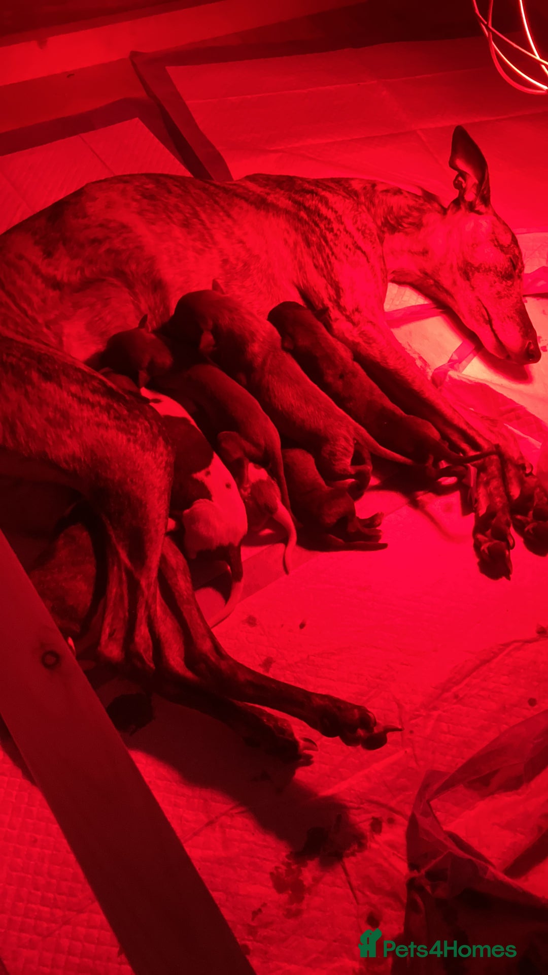 Whippet dogs for sale: Whippet pups  - Image 34