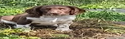 Mixed Breed dogs for sale: Sprocker puppies in Sale - Advert 3