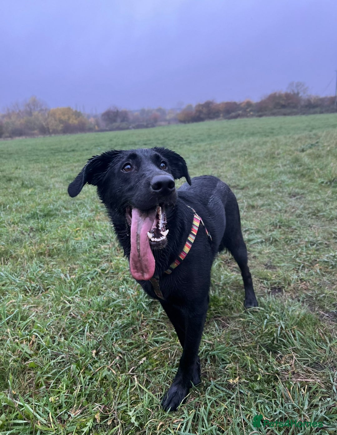 Mixed Breed dogs for sale: Mabel the Sheprador - Advert 6