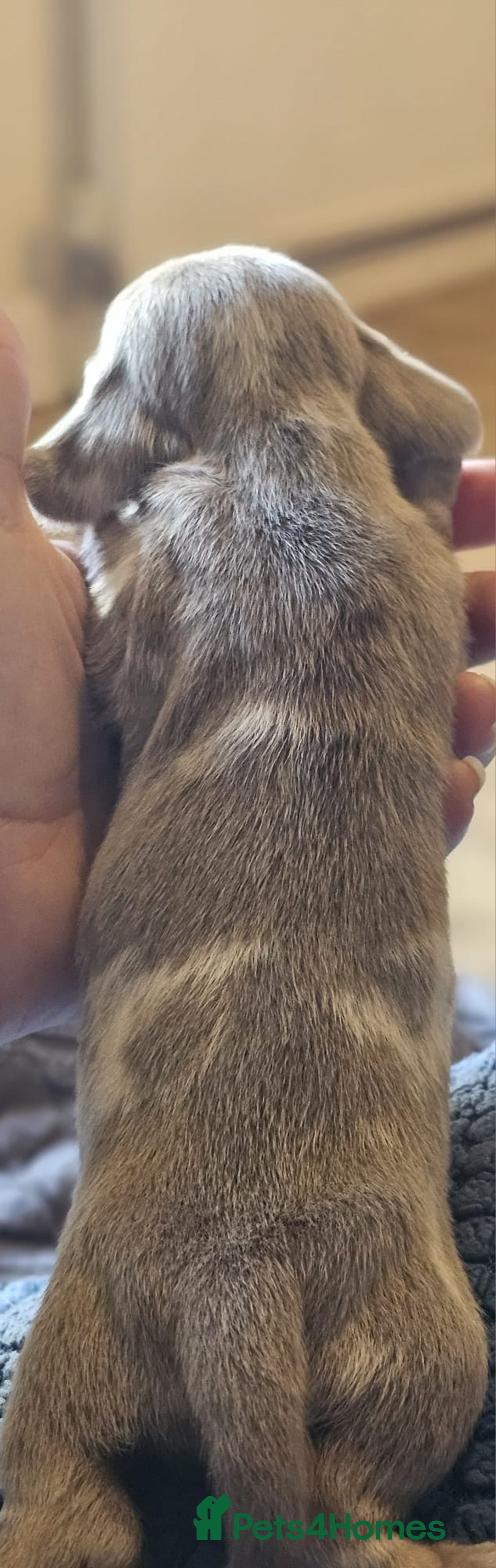 Dachshund dogs for sale: Isabella Dapple Dachshund Puppies - Advert 31