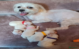 Maltese dogs for sale: 5 Male KC Maltese Puppies - Image 2