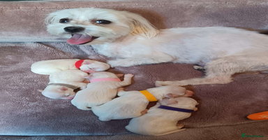 Maltese dogs - Advert 13
