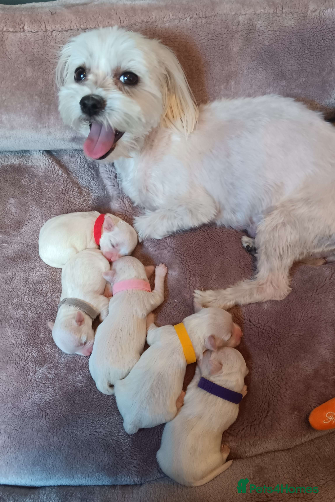 Maltese dogs for sale: 5 Male KC Maltese Puppies - Image 2