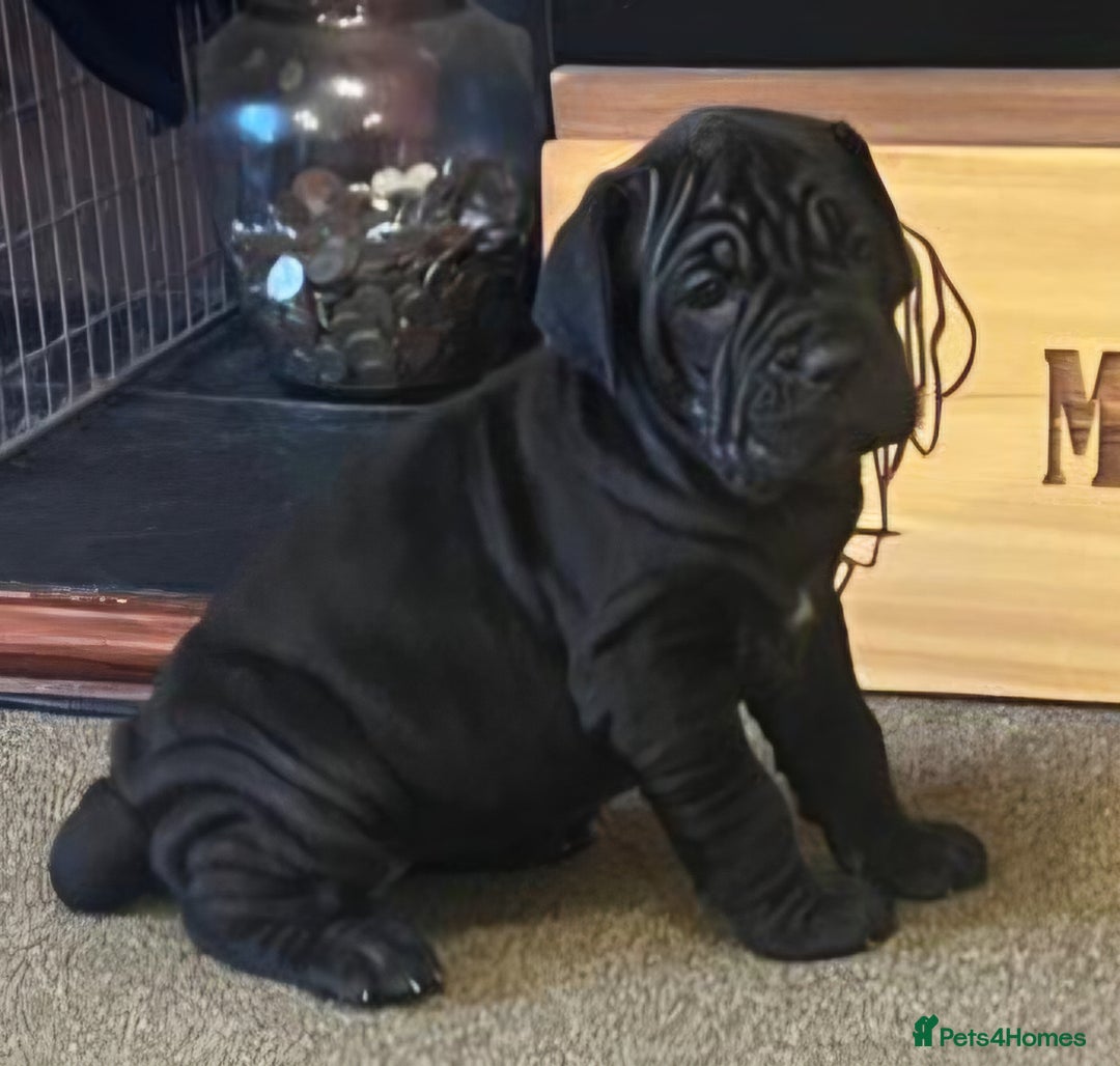 Neapolitan Mastiff dogs for sale: Makaevo Puppies - Advert 27