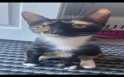 Mixed Breed cats for sale: 2 kittens left ready now! - Image 9