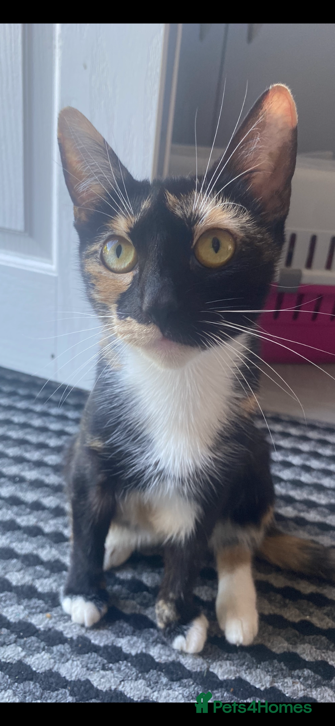 Mixed Breed cats for sale: 2 kittens left ready now! - Image 9