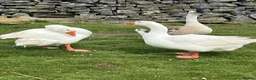 Geese poultry for sale:  Trio of Geese/2 males & 1 Female (All Bonded) - Advert 3