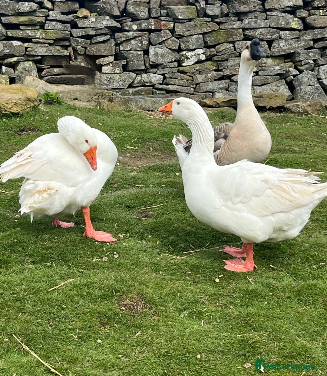 Geese poultry for sale:  Trio of Geese/2 males & 1 Female (All Bonded) - Advert 3