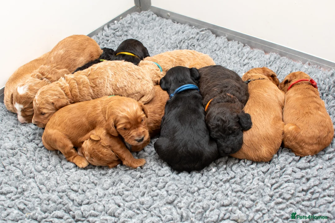 Miniature Poodle dogs for stud: KC Agouti Phantom Miniature Poodle for Stud in Bury Saint Edmunds - Advert 9