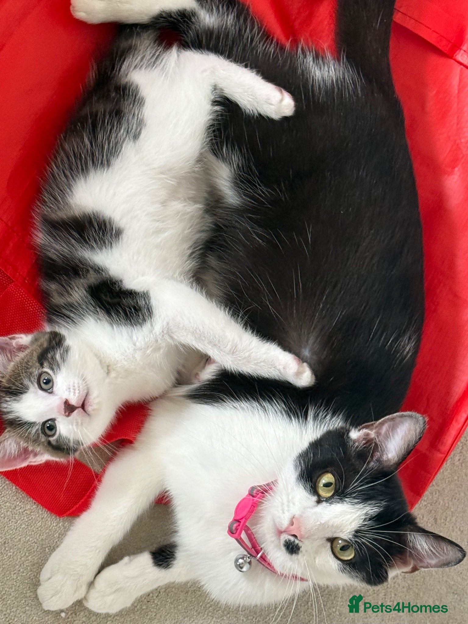 Domestic Shorthair cats Gorgeous Male Kitten - Advert 3