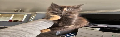 Maine Coon Kitten 8