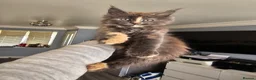 Maine Coon cats for sale: pure MAINE COONS - Advert 16