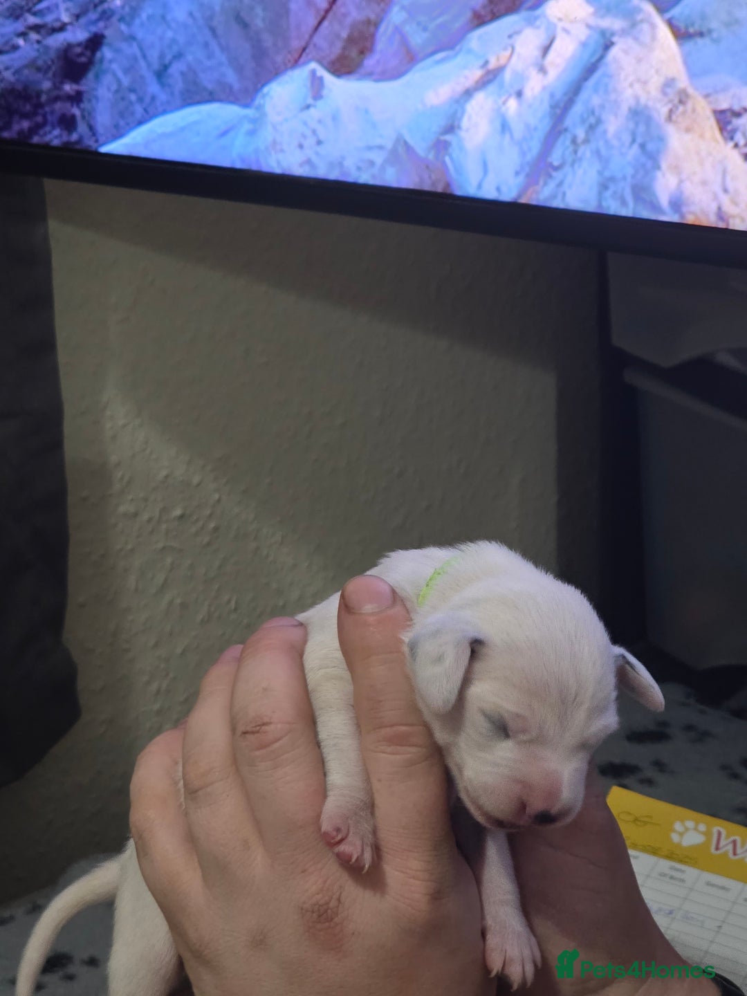 Dalmatian dogs for sale: 100% DALMATIAN LITTER - Image 19