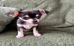 Chihuahua dogs for sale: Tiny chihuahua puppies  - Image 15