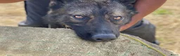 German Shepherd dogs for sale: DDR X Czech line Puppies  - Advert 7