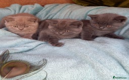 British Shorthair cats for sale: Super GCCF Registered Kittens - Image 8