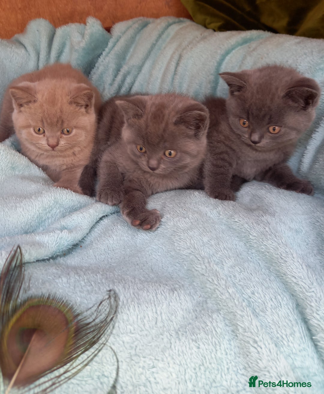 British Shorthair cats for sale: Super GCCF Registered Kittens - Image 8