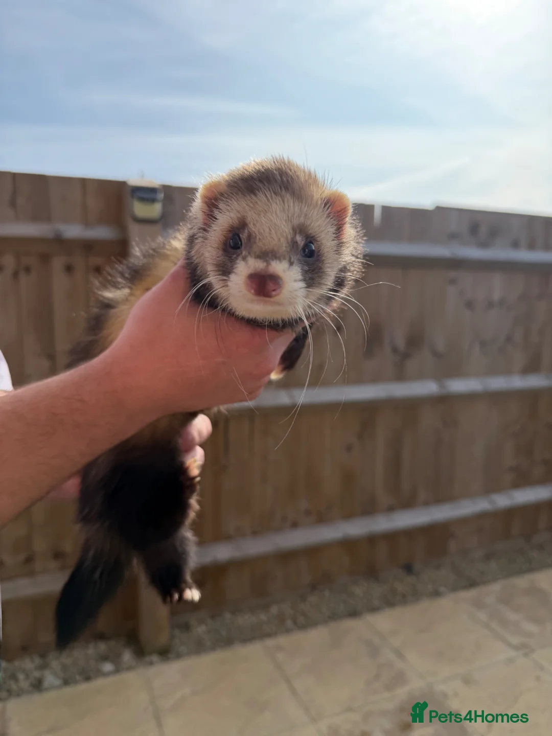 Ferret rodents for sale: 2 male ferrets Meeko and sully  - Advert 2