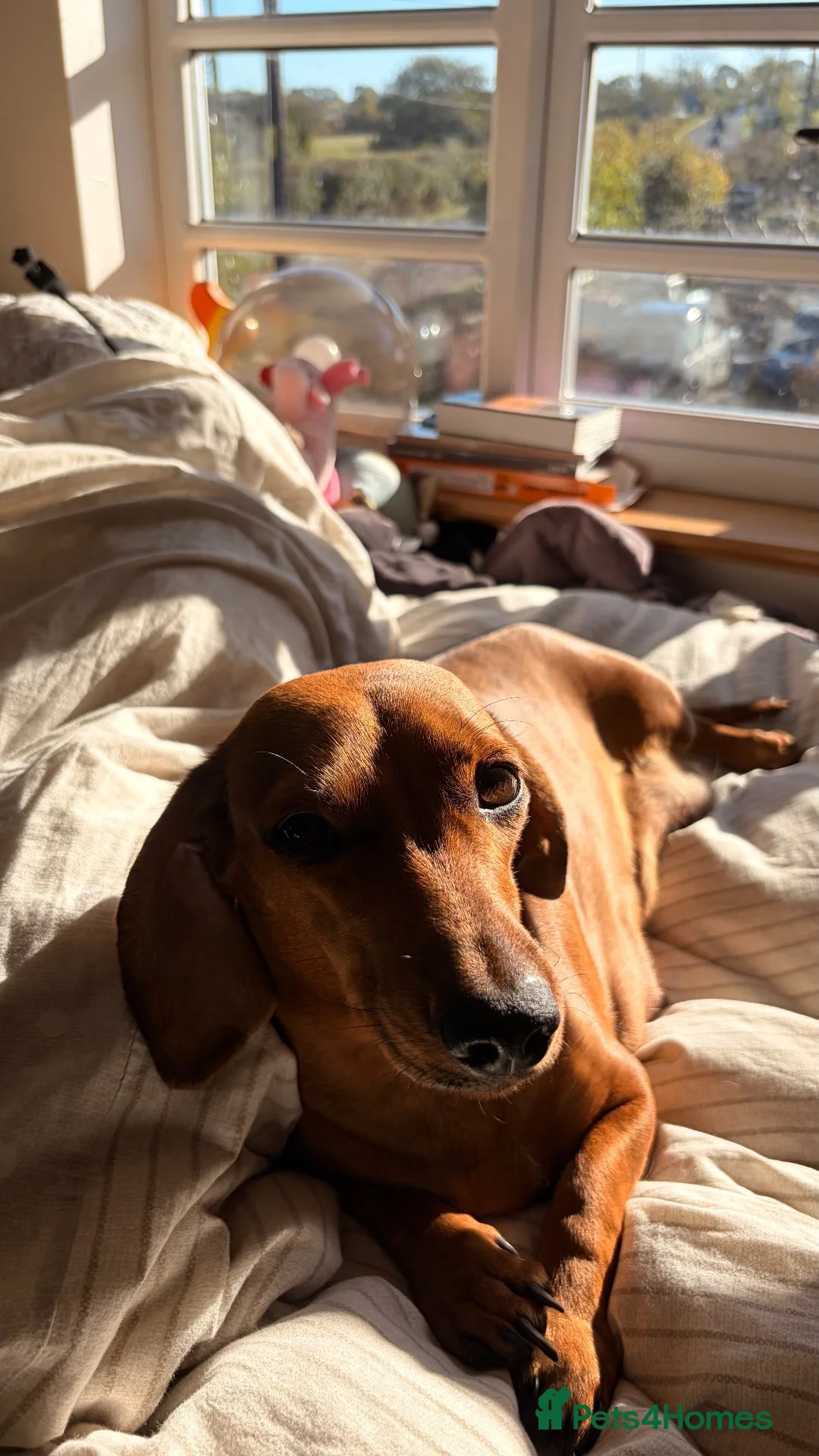 Jackshund dogs for sale: Beautiful Jackshund Puppies 2 Boys & 2 Girls 🐶❤️ in Southam - Advert 1