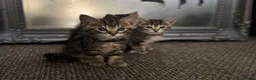 Mixed Breed cats for sale: Mixed Breed Tabby Kittens in Askam-in-Furness - Advert 14