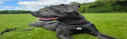 Mixed Breed dogs for sale: Avacyn (Ava) - Advert 4