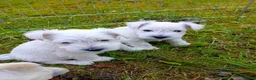 Miniature Schnauzer dogs for sale: Champion Bloodline White Miniature Schnauzers  in Preston - Advert 10