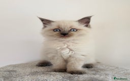 Ragdoll cats for sale: Ragdoll x maine coon kittens for sale  - Image 1