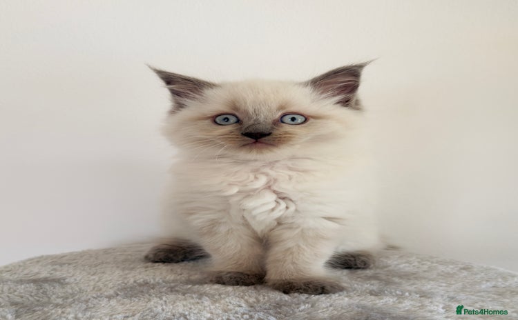 Ragdoll cats - Advert 16