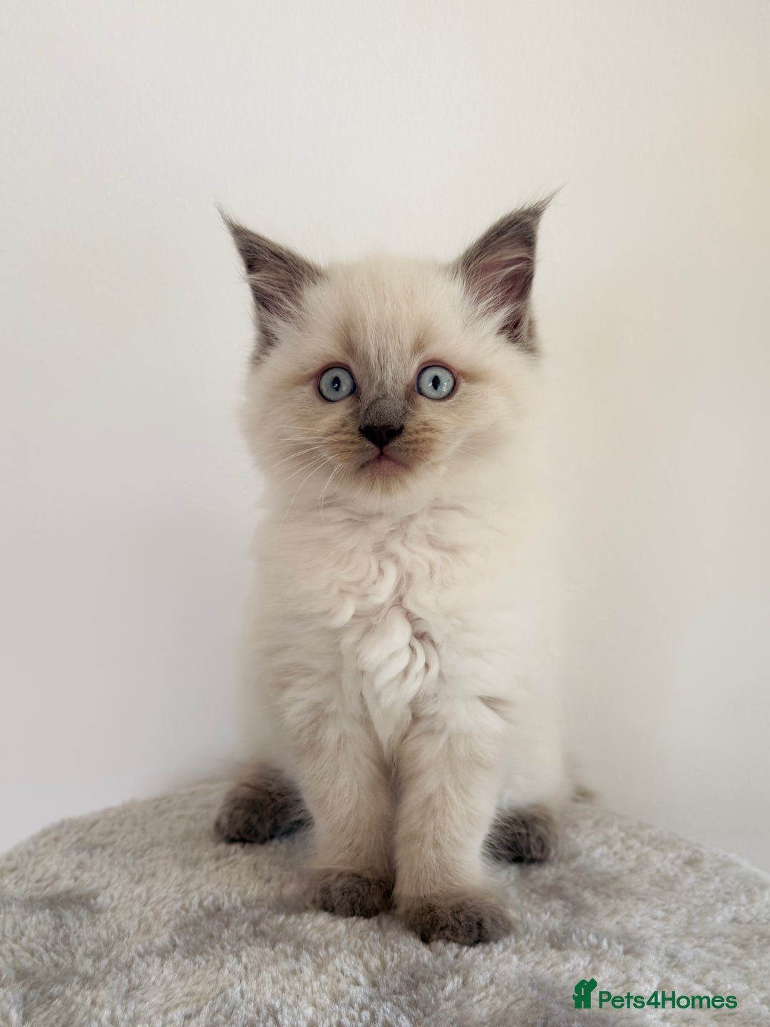 Ragdoll cats for sale: Ragdoll x maine coon kittens for sale  - Image 1