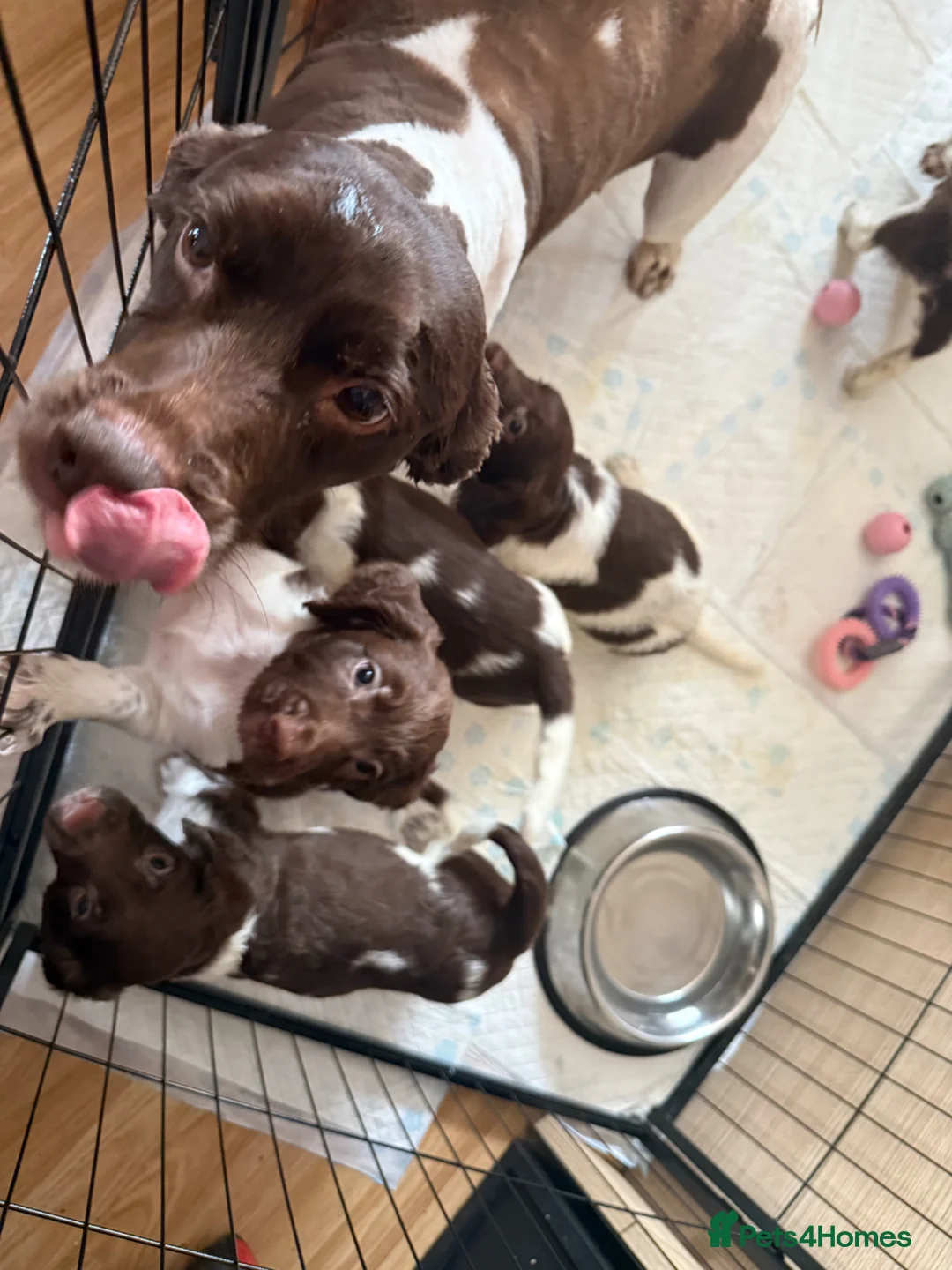 English Springer Spaniel dogs for sale: English Springer Spaniels  - Advert 1