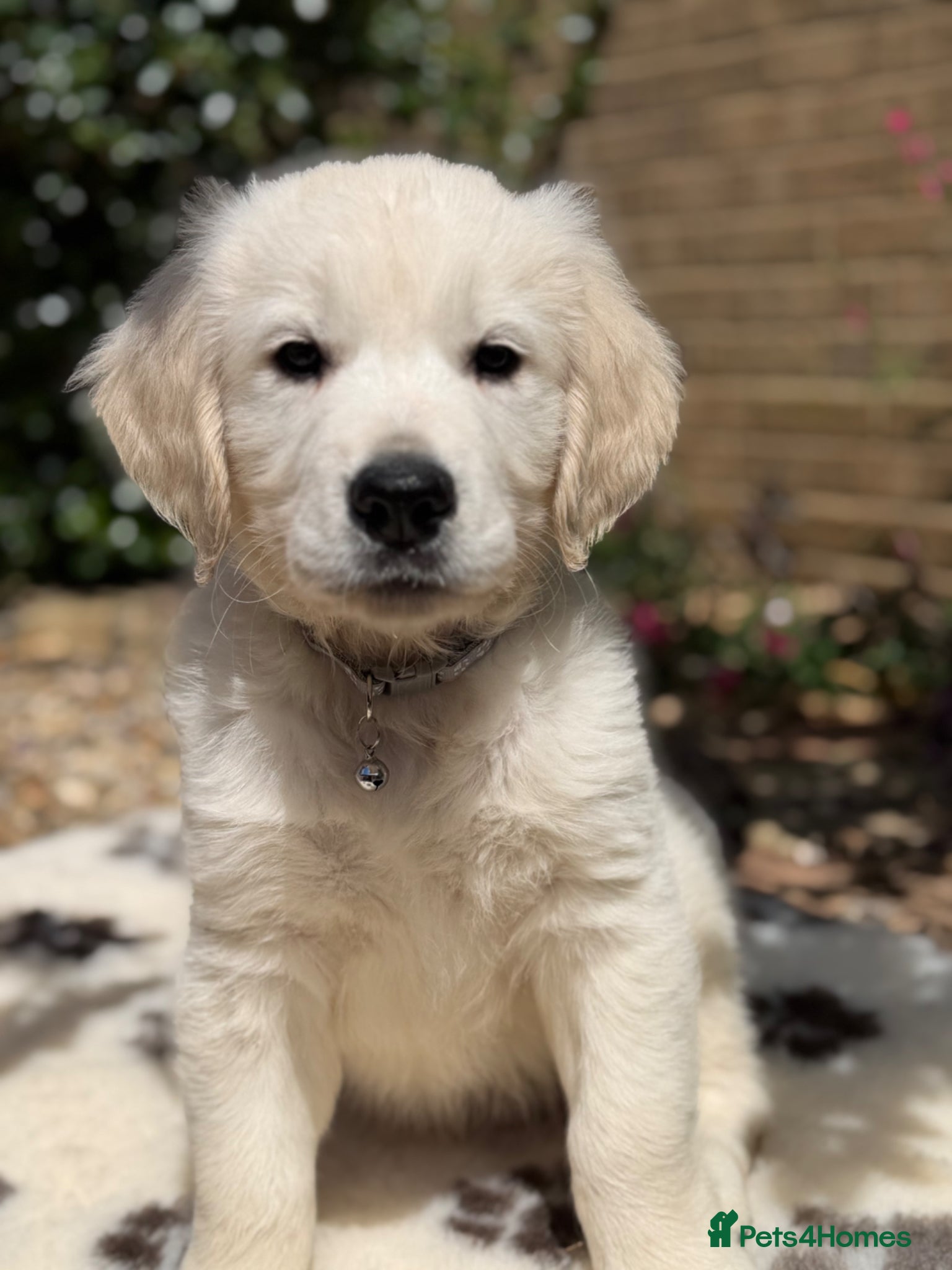 Golden Retriever dogs Stunning Goldens-Parents are School Wellbeing dogs - Advert 1