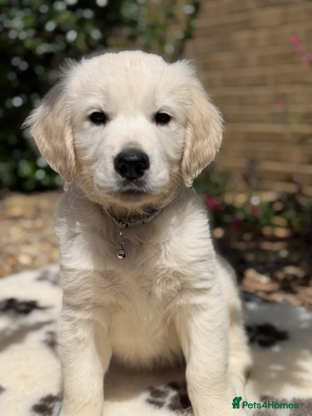 Golden Retriever dogs for sale: Stunning Goldens-Parents are School Wellbeing dogs - Advert 1