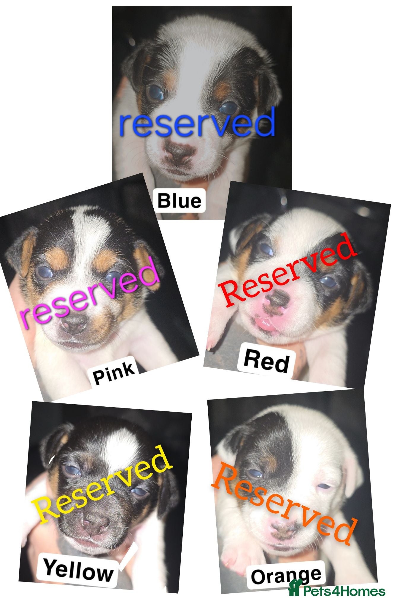 Jack Russell dogs   miniature jack russells  - Advert 12