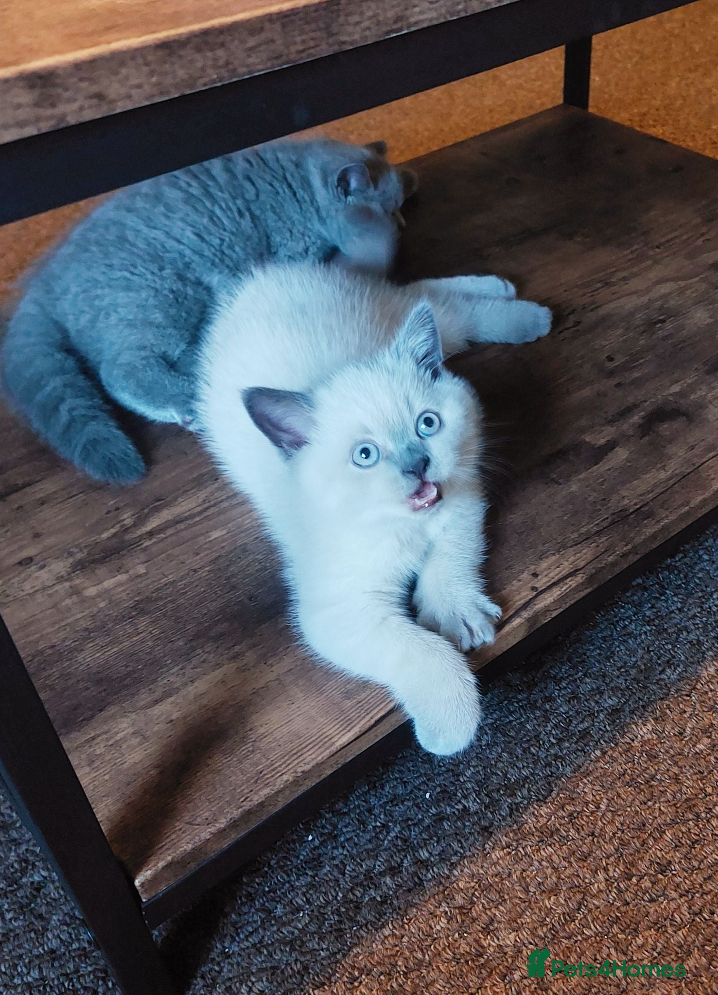British Shorthair cats ⭐️ GCCF Registered British Shorthair Kittens ⭐️ - Advert 2