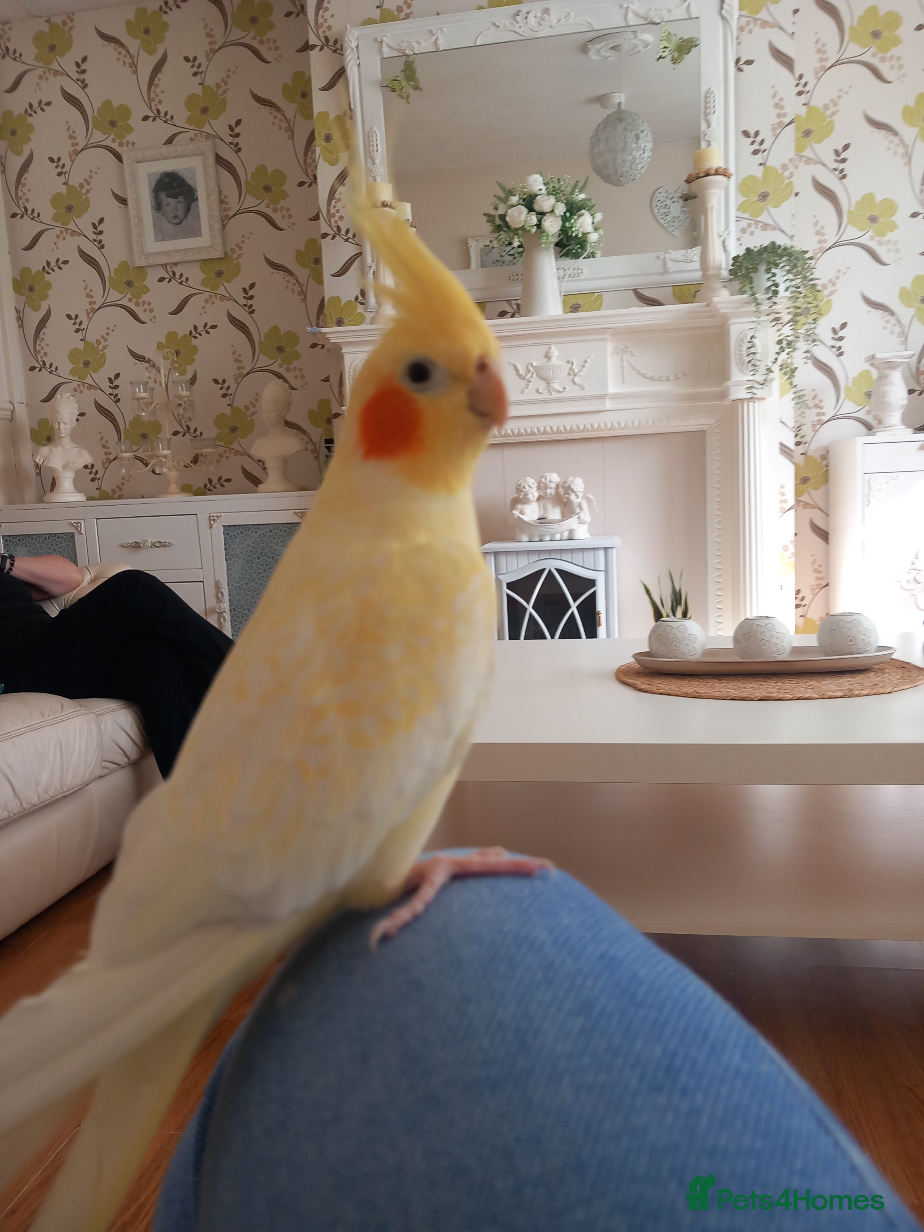 Cockatiels birds Female cockatiel - Advert 1