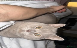 British Shorthair cats for sale: Leo            - Advert 3