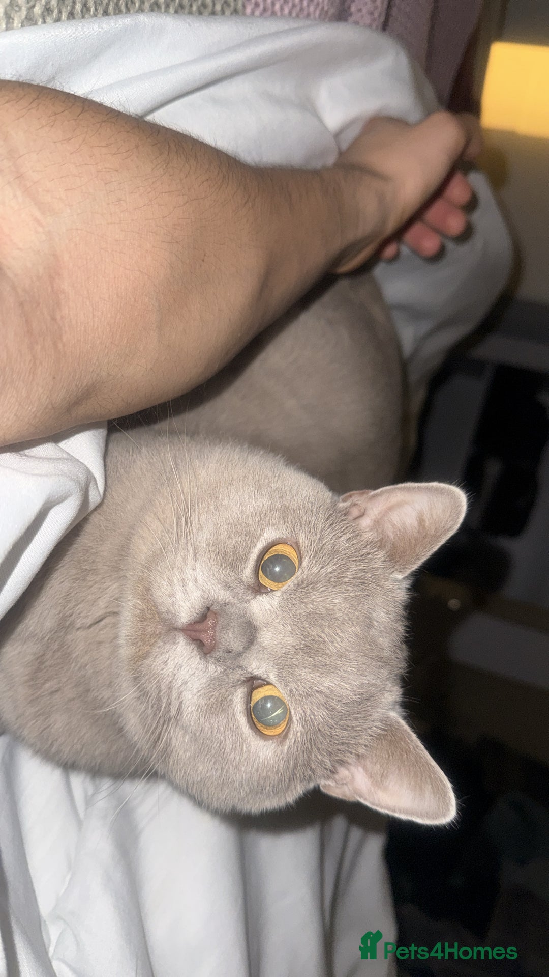 British Shorthair cats for sale: Leo            - Advert 3