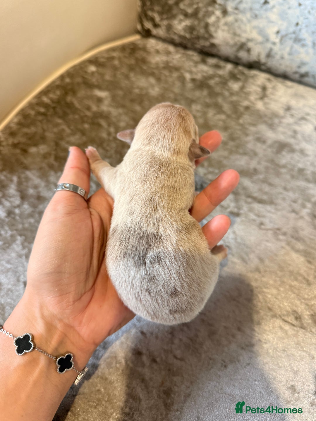 Chihuahua dogs for sale: 🩷Chihuahua puppies Thai genes🩷 - Image 28